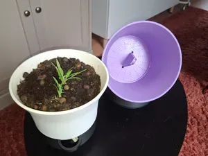Self-Watering Wick Pot