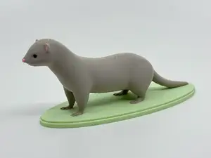 Ferret