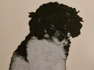 Nova the Miniature poodle hueforge