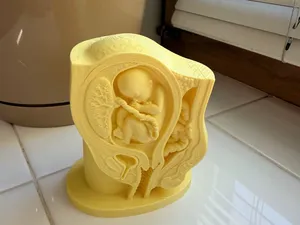 Pregnancy Anatomy Cross-Section – Fetus in Utero
