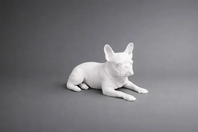 Lying French Bulldog - Dog - Animal — Фото 3 из 5