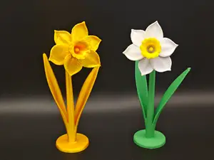 Daffodil Flower