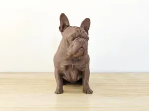 Bouledogue Français
