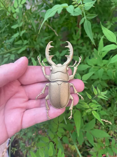 Stag Beetle - Flat Bottom Wall Decor — Фото 2 из 5