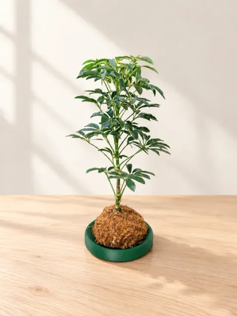 Modern Kokedama Saucer — Фото 2 из 7