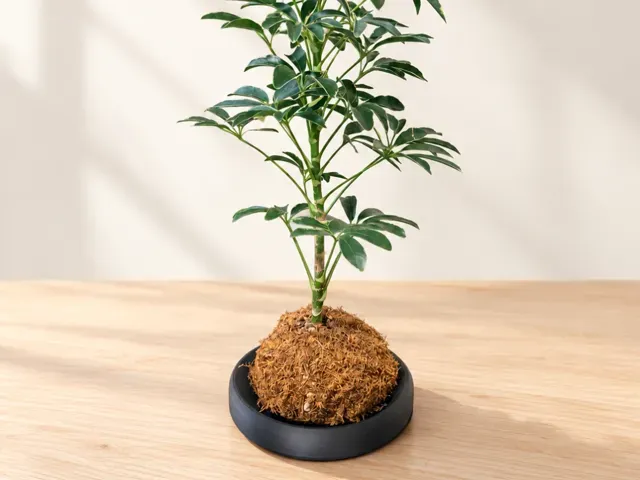 Modern Kokedama Saucer