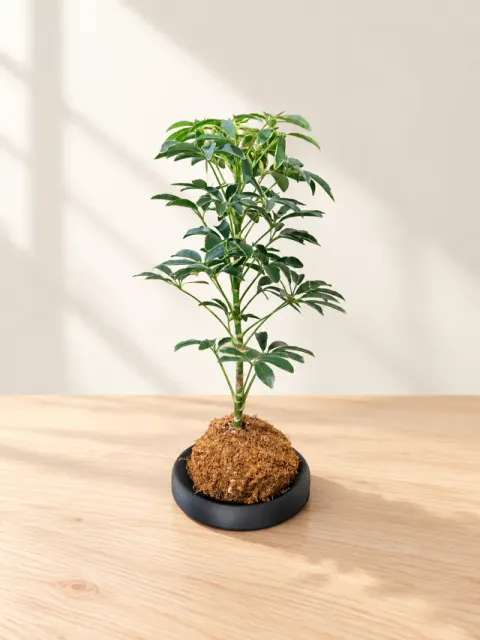 Modern Kokedama Saucer — Фото 5 из 7
