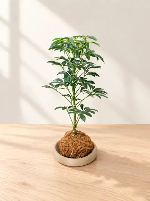 Modern Kokedama Saucer — Фото 3 из 7