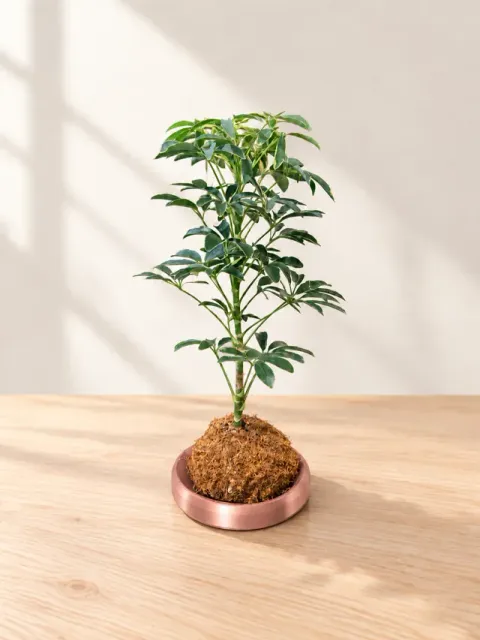 Modern Kokedama Saucer — Фото 4 из 7