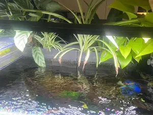 Aquarium plant holder | Hanging Plant Box | 8mm