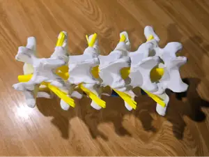 spinal cord and intervertebral discs