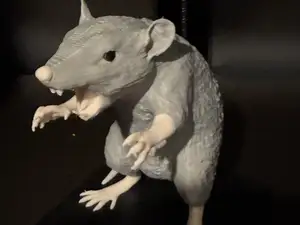 Ratte
