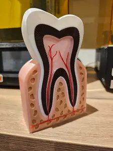 dent saine multi piece