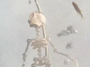 Dancing articulated skeleton for aquarium