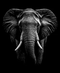 Original Elephant Hueforge in Black and White | Animal realistiv Portrait Photography Wall Art