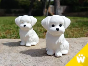 Little Maltese Dog