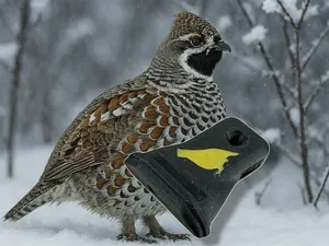 Hazel grouse call