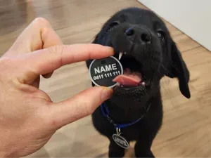 Pet Tag, Name tag, Dog Tag, thick and easy print