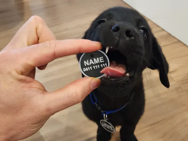 Pet Tag, Name tag, Dog Tag, thick and easy print — Фото 2 из 4
