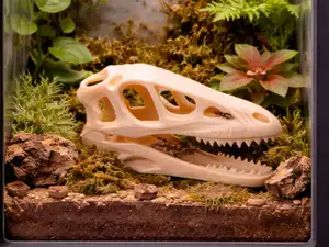 Velocorapter Skull Hide