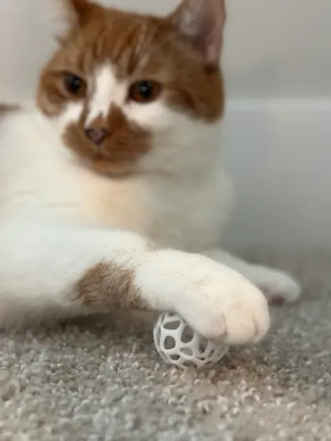 Print-in-place Cat Toys - V1 — Фото 3 из 4