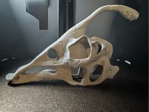 Dinosaur Parasaurolophus Skull