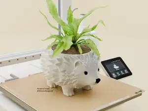Porcupine Plant Pot