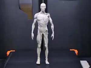 Anatomy Muscle Model 人体肌肉模型