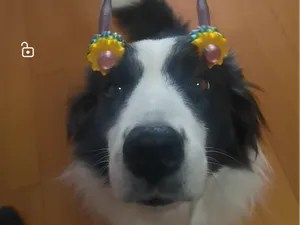 狗狗按摩器