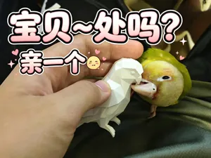 低多边形|小太阳鹦鹉