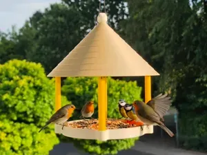 Vogelfutterhaus - Bird feeder house