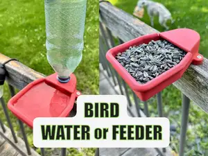Bird Bath Feeder