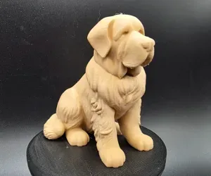 Old St. Bernard Dog