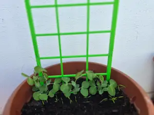 Support for peas and climbing plants