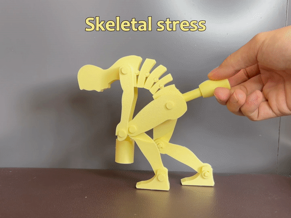 Medical/Teaching Bone Pressure Props