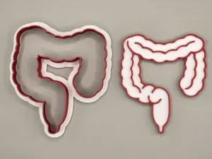 Colon Organ Cutter Cookie Stamp Anatomy Playdoh