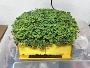 Simple easy to use microgreens growing system tray