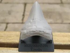 Megalodon Tooth