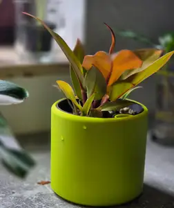 Self Watering Planter 