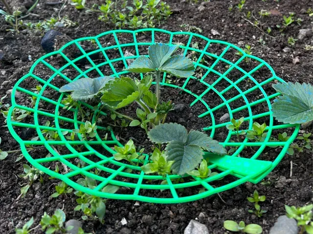 Strawberry Plant Support – Simple 3D Print