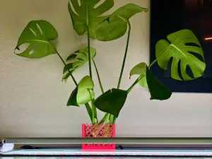 AquaCrown — Hydroponic Aquarium Plant Holder