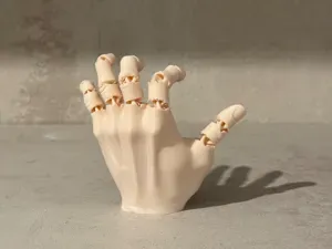 Articulated anatomy hand model