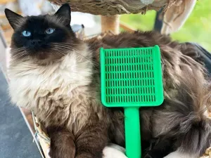 Cat Litter Scoop Set x 3 (3 Hole Sizes)