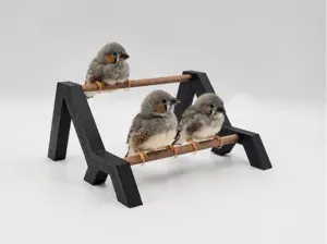 Percha para polluelos