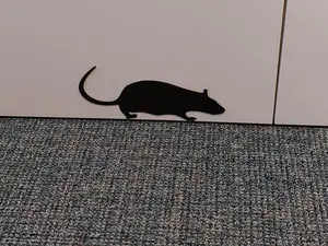 Rat, Ratte
