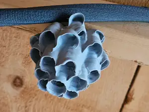 Queen cell wasp nest
