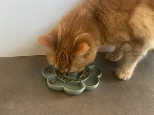 Flower Pet Slow Feeder Bowl for Cats and Small Dog