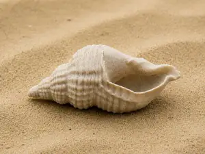 Realistic Seashell #6 - Aquarium & Home Decor