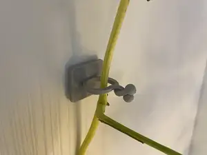 Wall Vine Clips – Plant Support