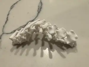 Dog spine - Malformation Pug